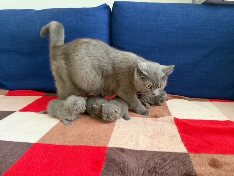 British Shorthair
