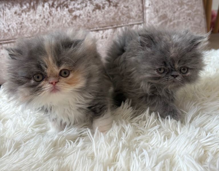 Full Persian 9wk kittens 