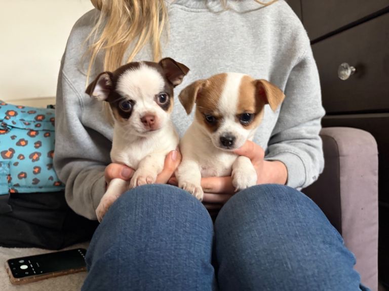 Beautiful Chihuahua Puppies Ready now Bournemouth £1100