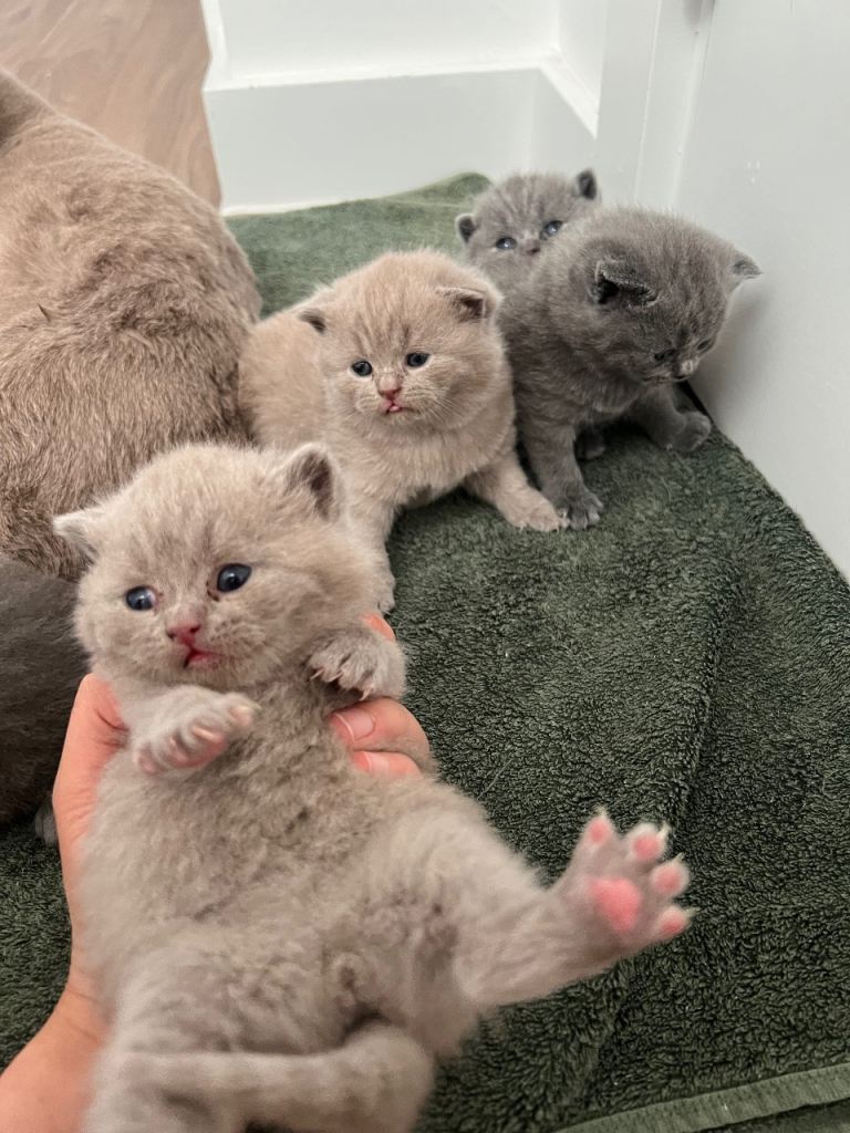 British shorthair kitten  