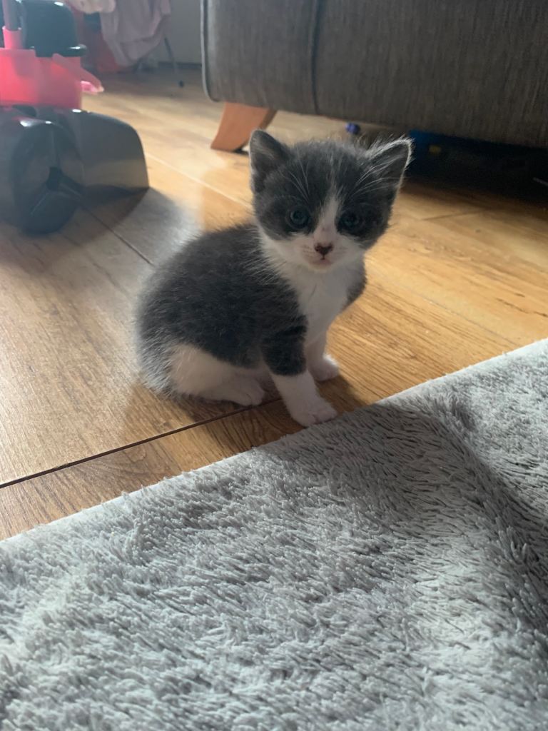 2 Grey and White kittens 1 black and white 
