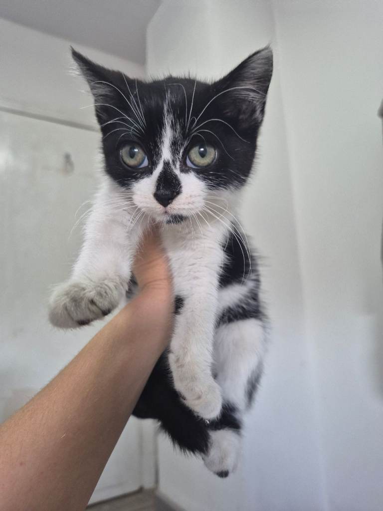 9 week old female kitten ready now
