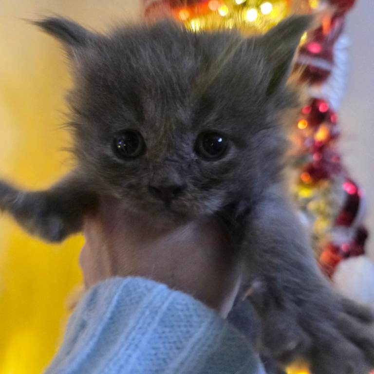 Champion russian Maine coon kittens
