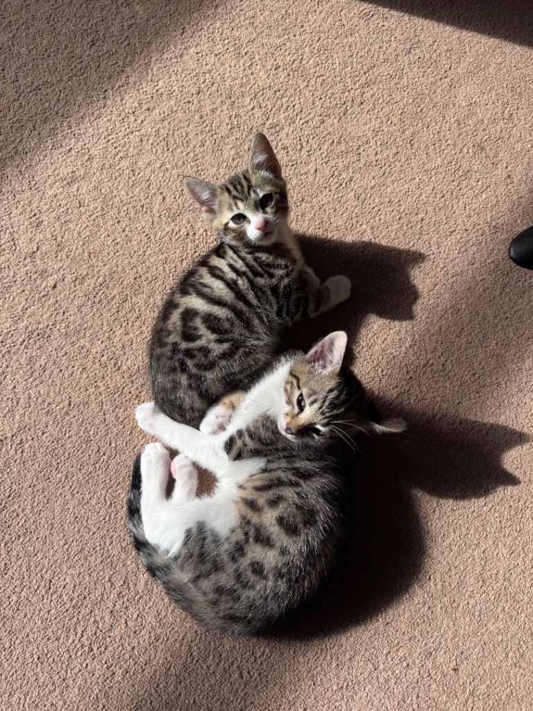 Bengal X Norwegian Forrest kittens 