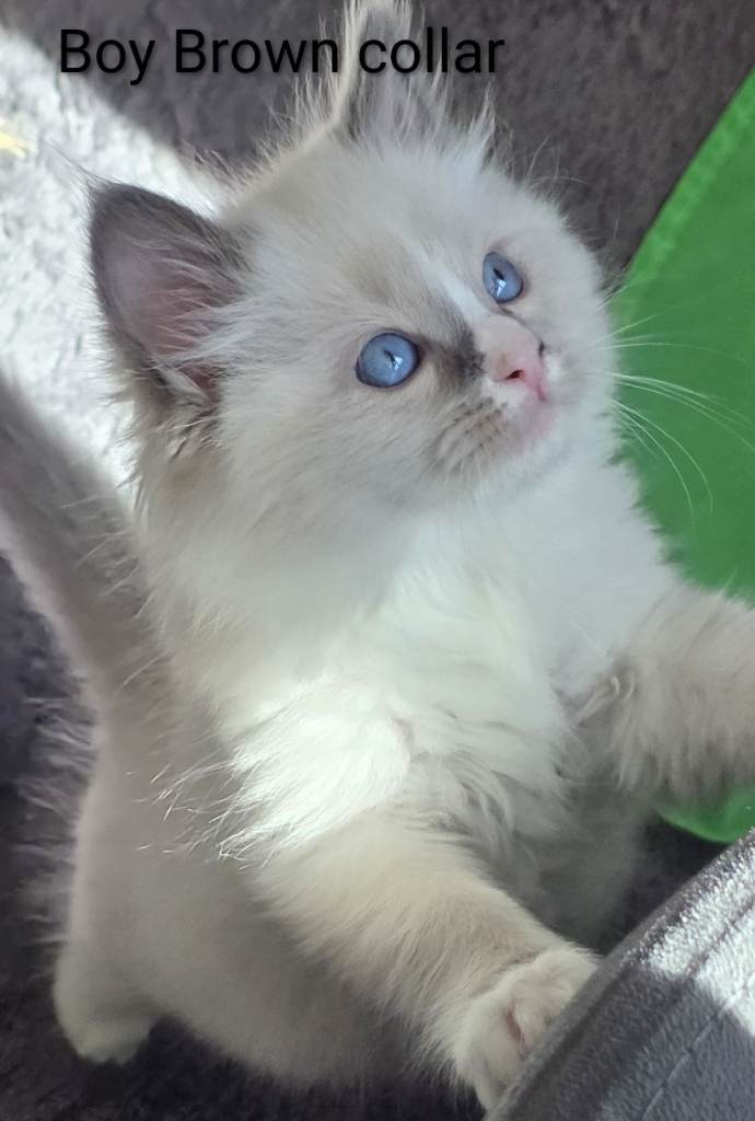 TICA Registered pedigree Ragdoll kittens
