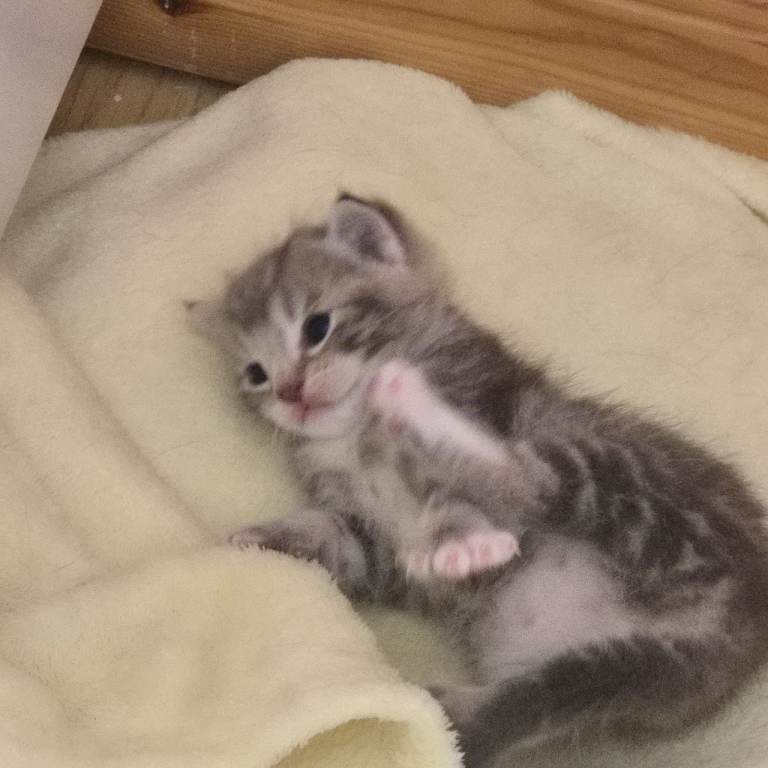 Male kitten 