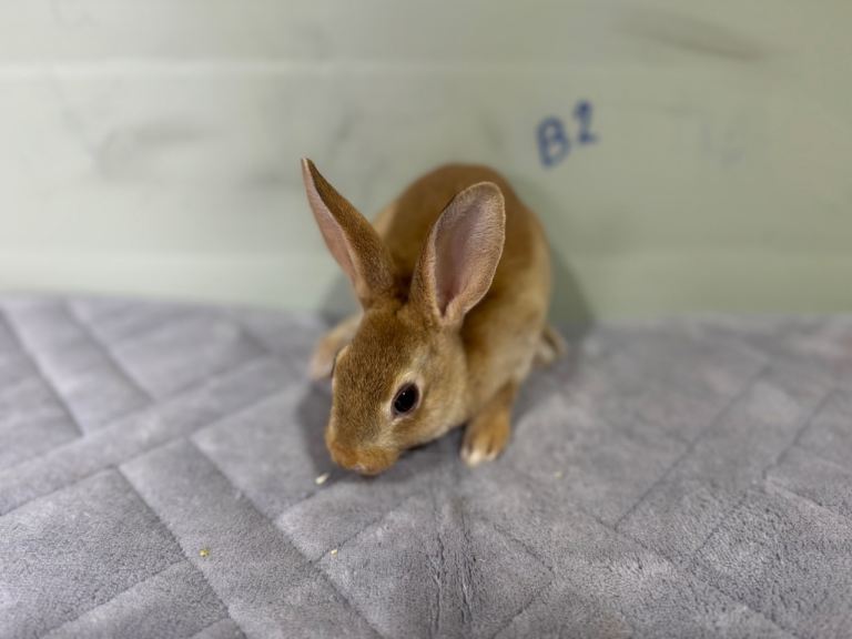 Selection of rabbits mini Rex, mini lop