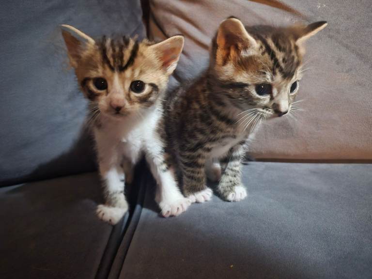 Kitten for sale