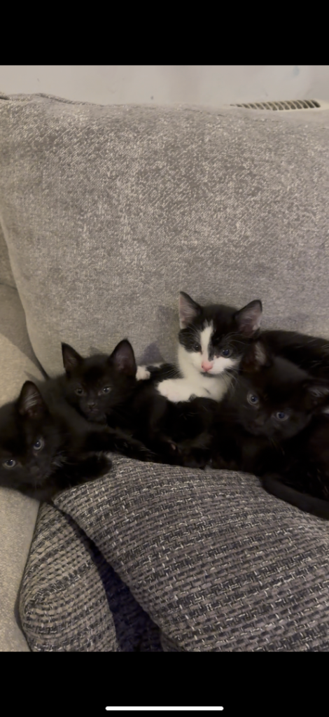🩵4 boy kittens available 