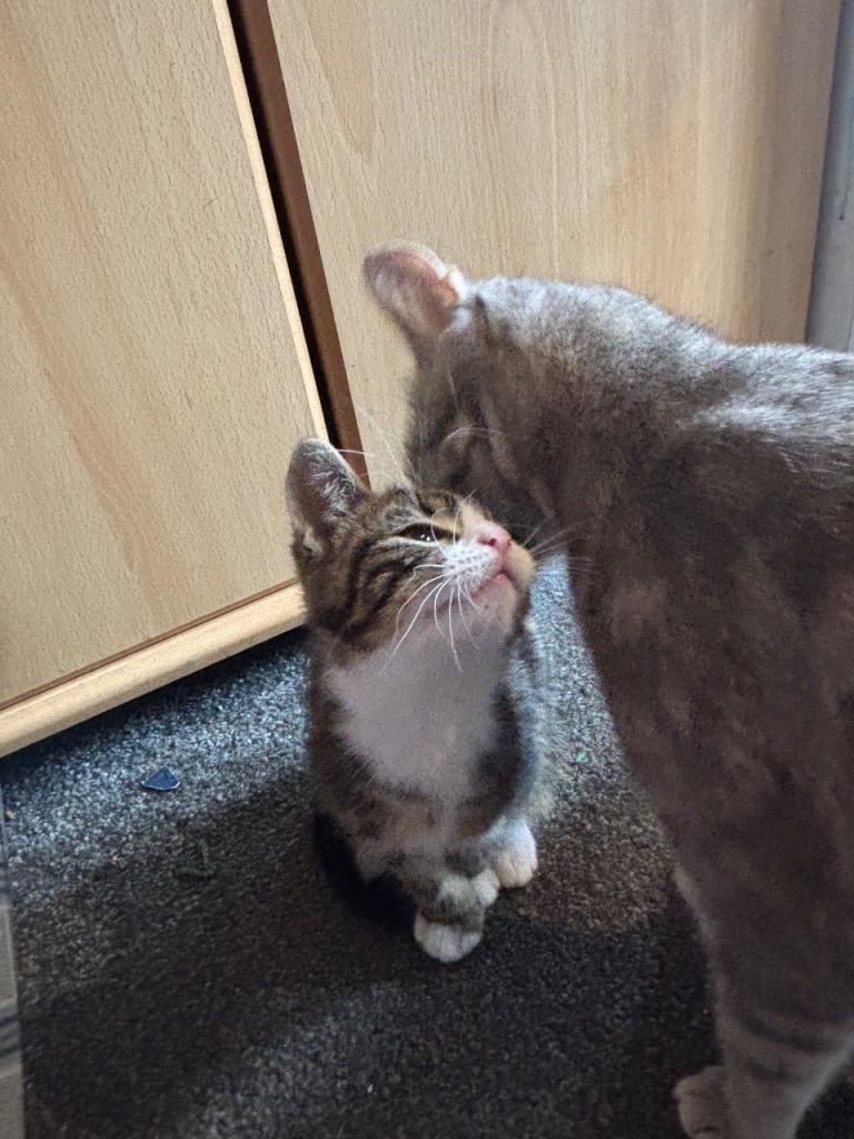 11wk old kittens 1f/ 2m