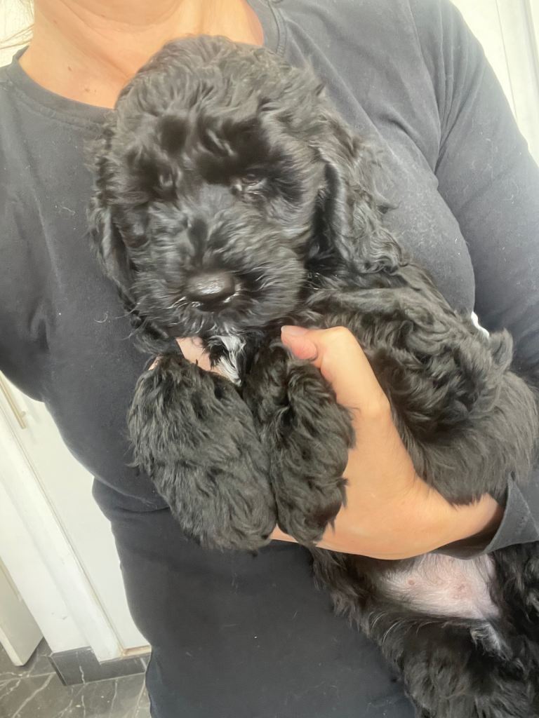 F1 b Cockapoo Puppies Ready To Leave :-) DNA and health tested Dad. 