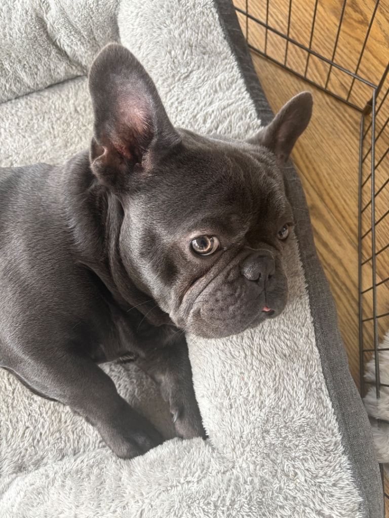French bulldog 