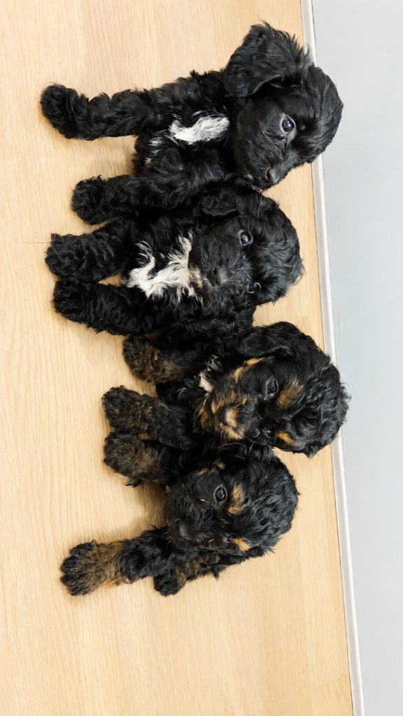 REDUCED 3 beautiful cockapoo puppies 