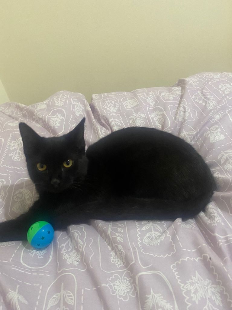 Kitten for sale