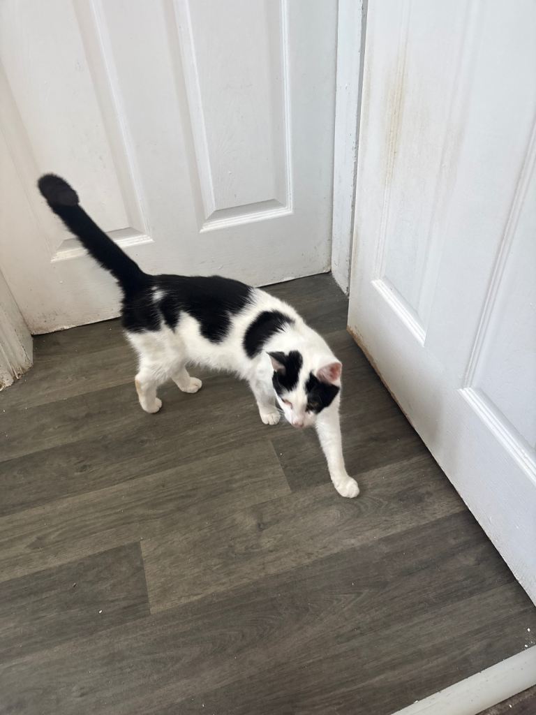 Junior cats for sale
