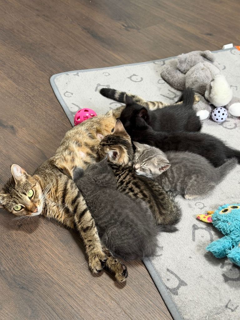 Mackerel Tabby Kittens