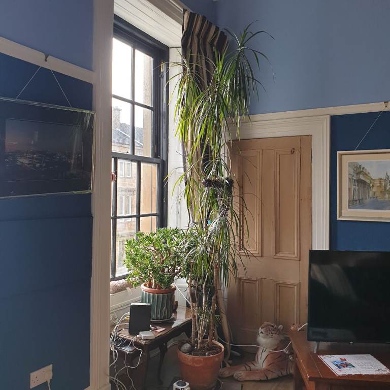 Tall plant