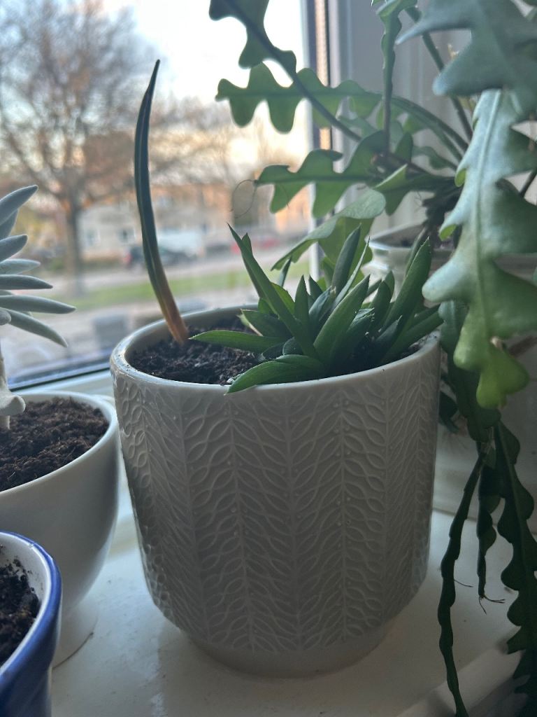 Lovely Succulents in the ceramic pot.