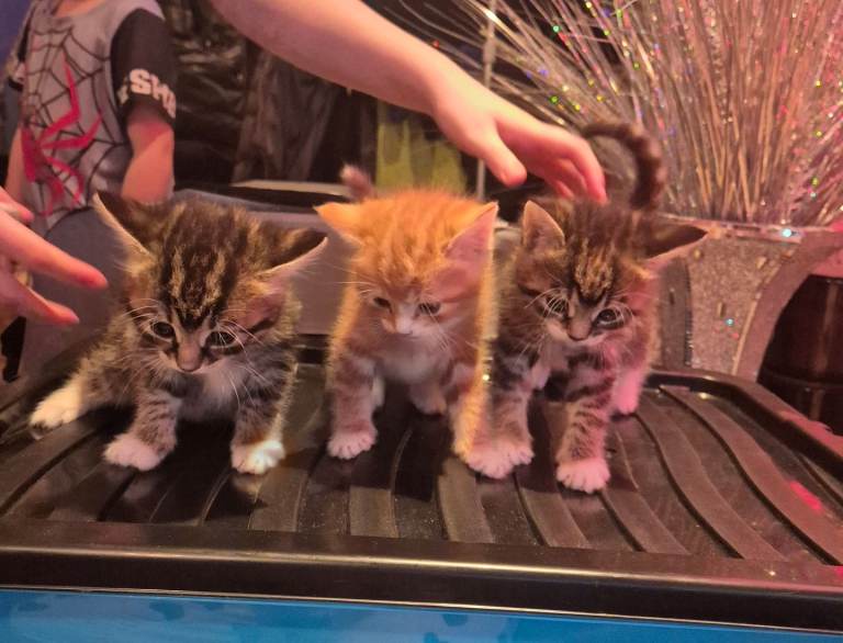 3 gorgeous  kittens 