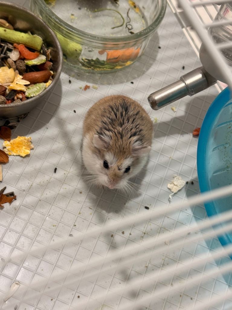 Roborovski hamster 