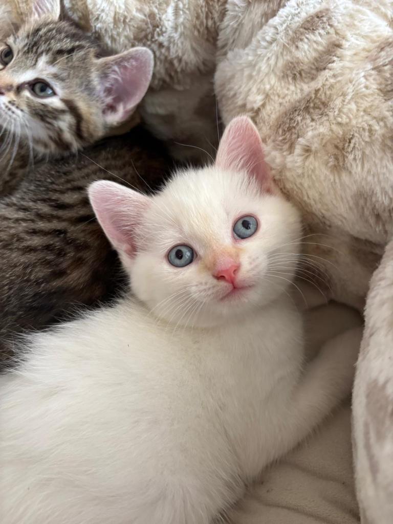 Kittens for sale