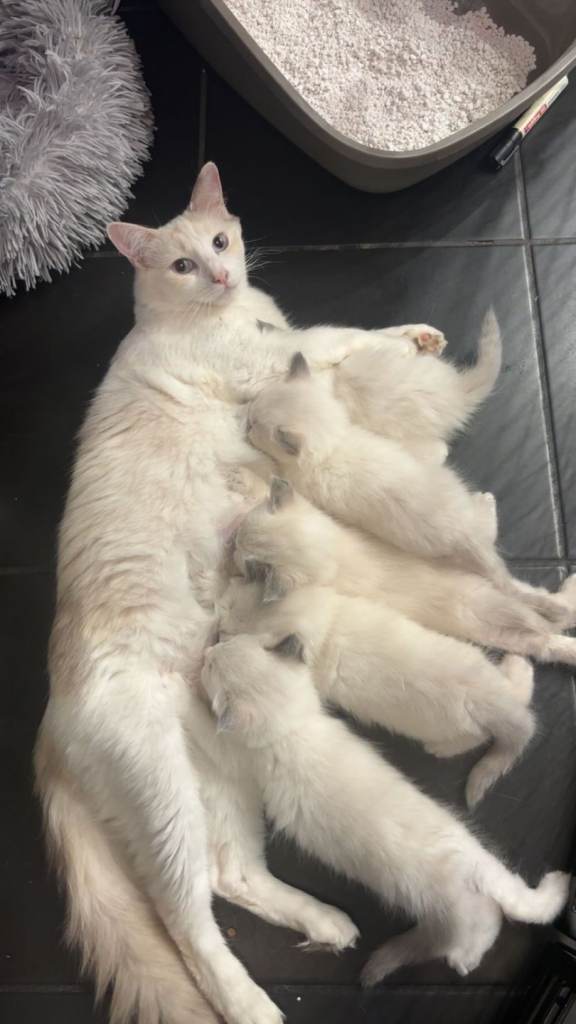 Ragdoll kittens 