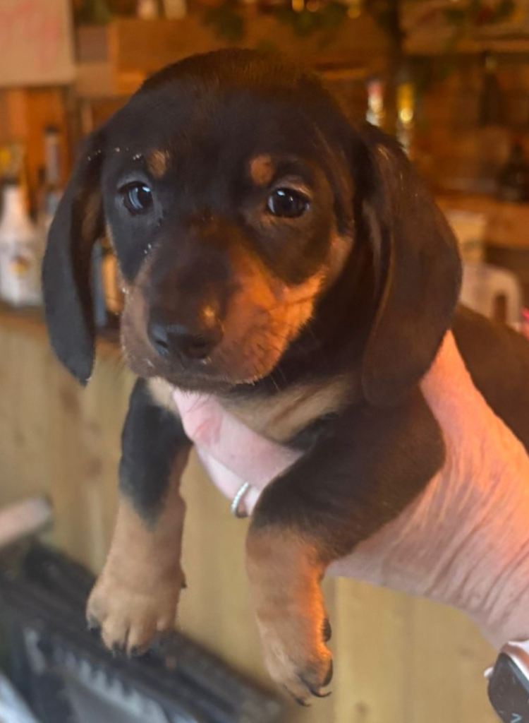 Stunning miniature dachshund puppies 