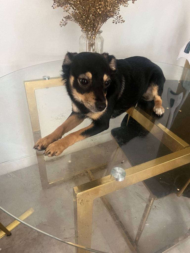 Unique Chow Chow x Jack Russell for sale 