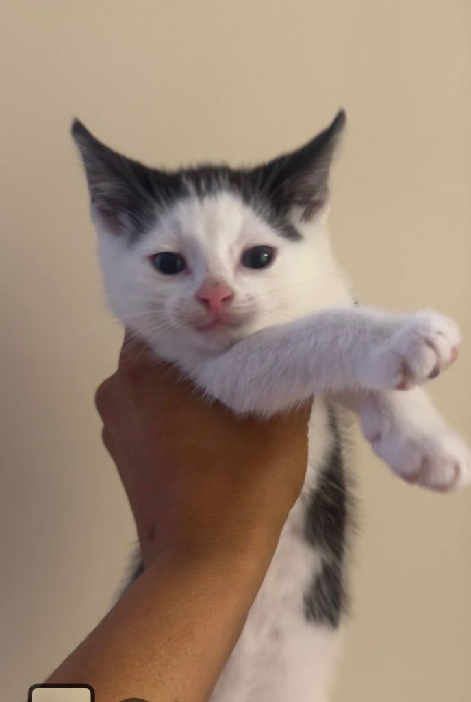 1MALE Kittens