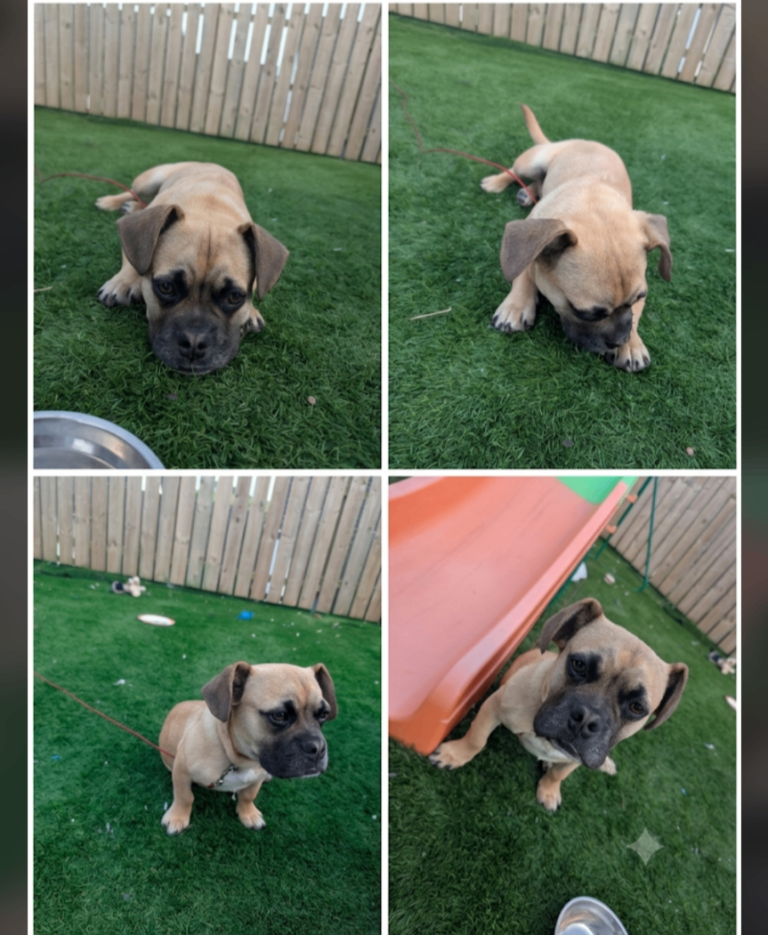 Frenchie x pug 6 months 
