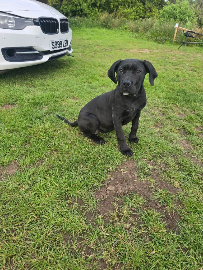 Cane corso x presa