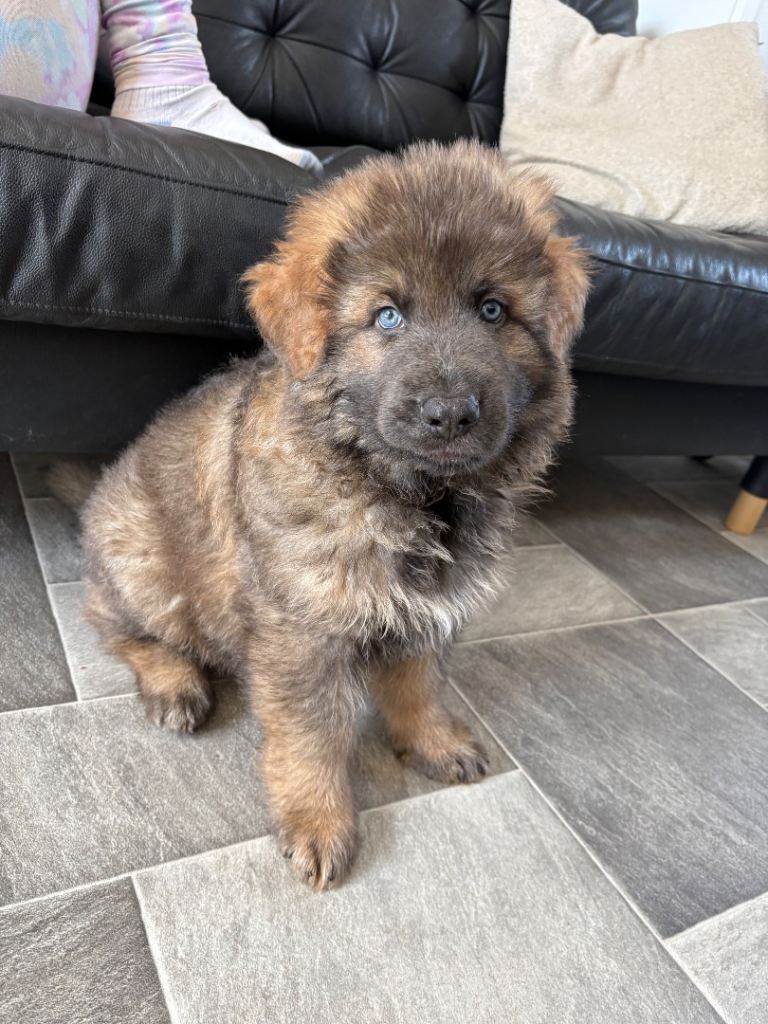 KC Isabella German shepherd pups