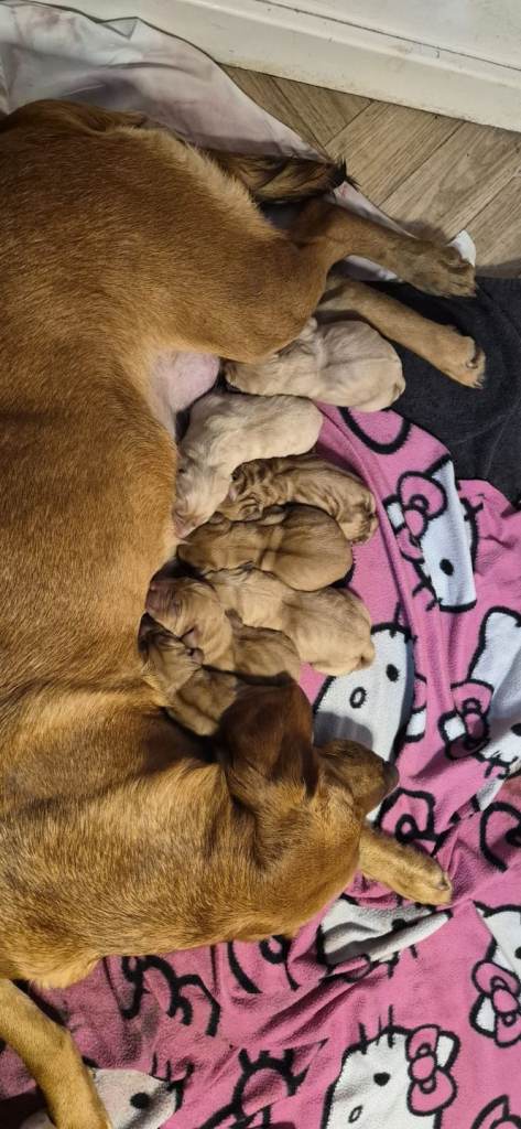 FOX RED LAB RETRIEVER PUPS STUNNING COLOUR 
