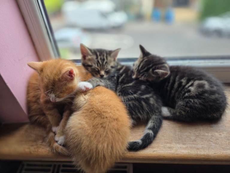 4 beautiful kittens 😸 from £250