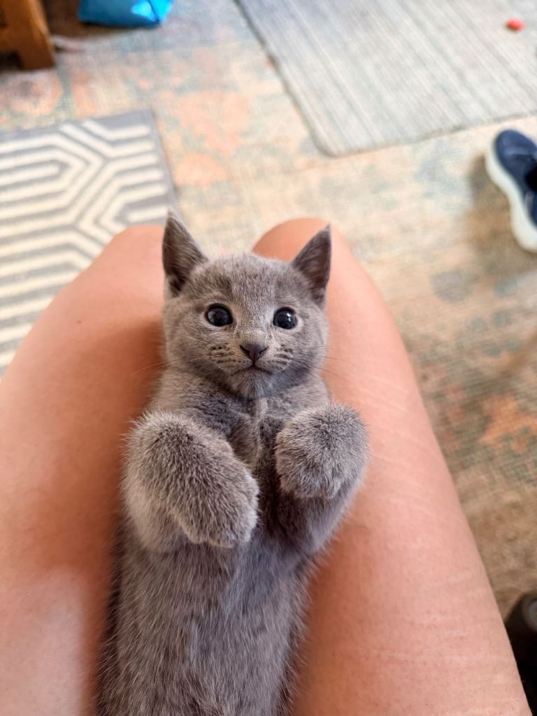 Pure Russian Blue kittens 