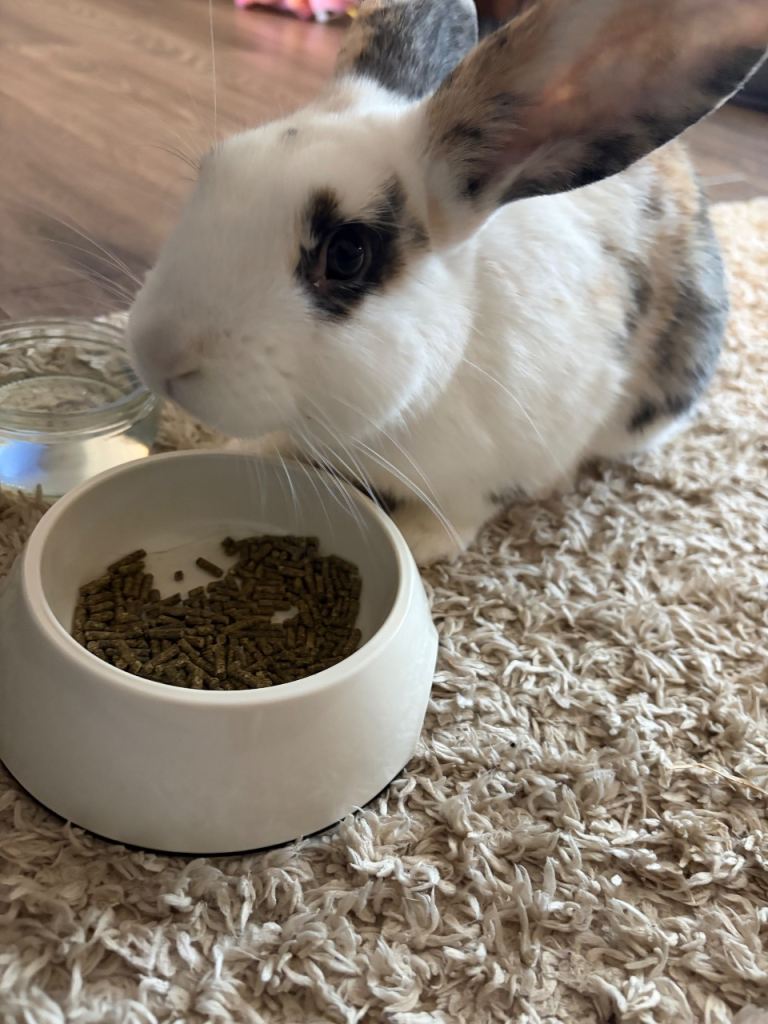 Lovely boy rabbit for sale 