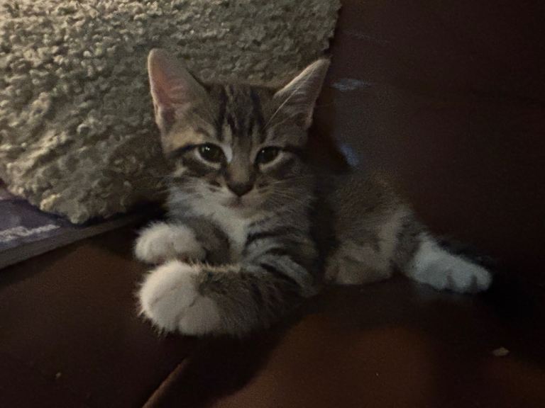 3 beautiful mixed kittens for sale 