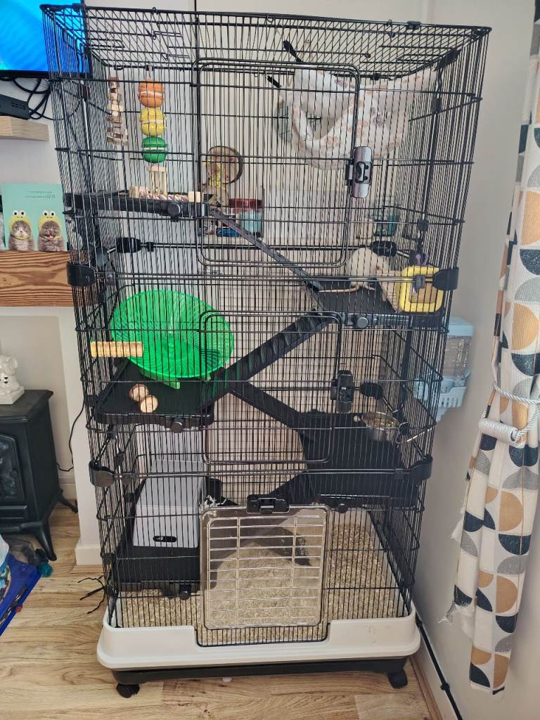 Pair of female rats and full set up for sale