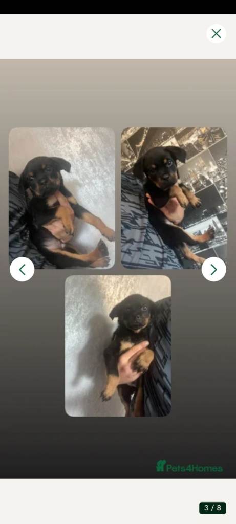 Rottweiller champion bloodlines 