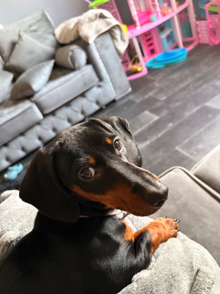 Miniature dachshund