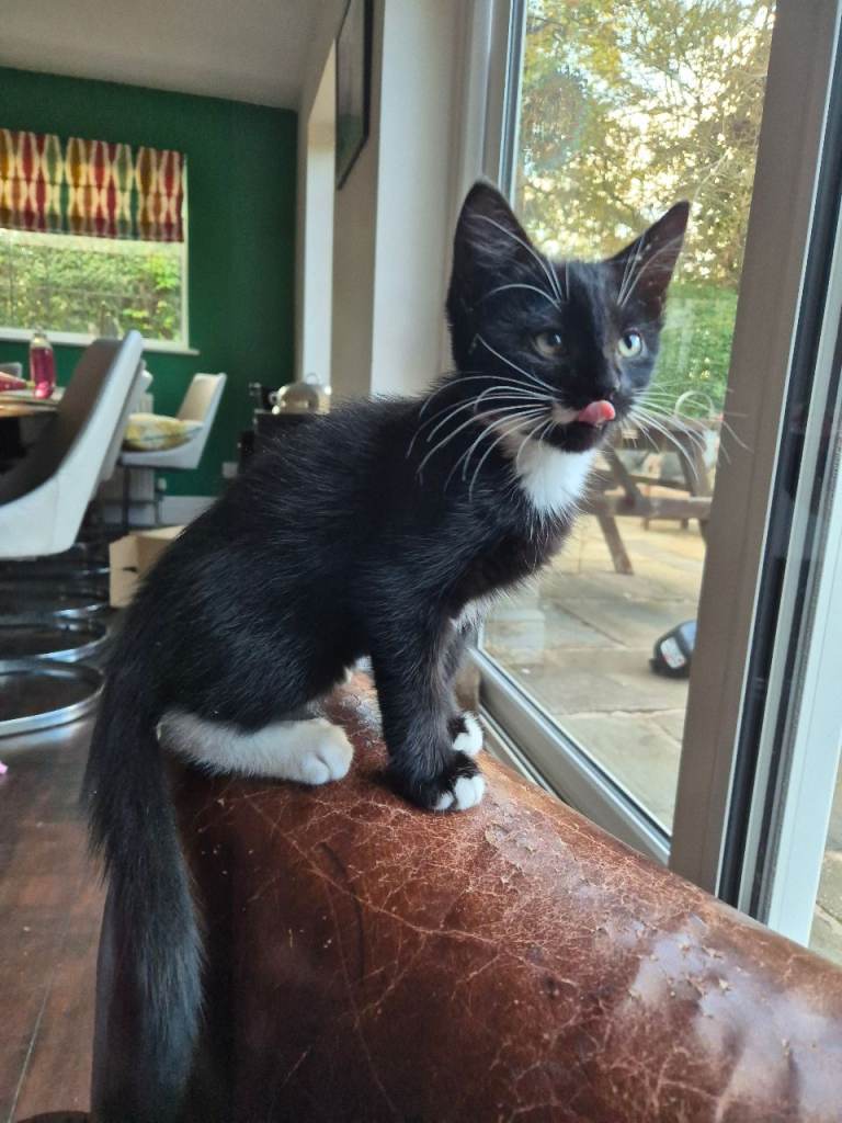 5 friendly kittens ready for their forever homes - LAST ONE