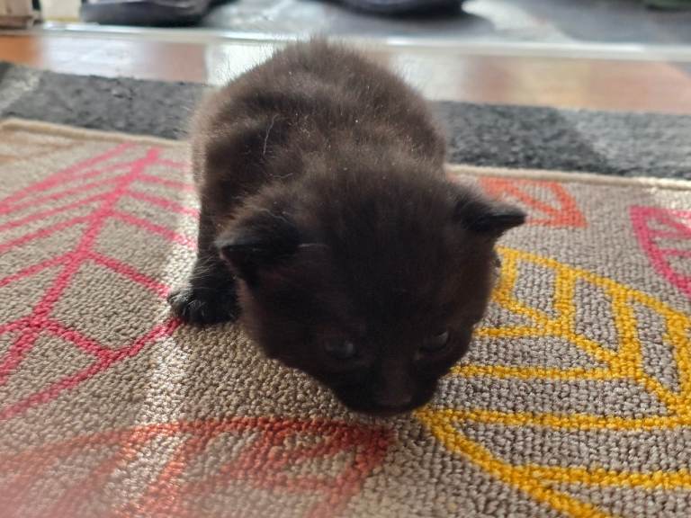 6 kittens for sale 