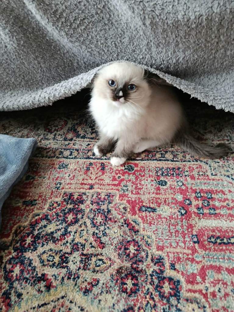Stunning Ragdoll Kittens 😺