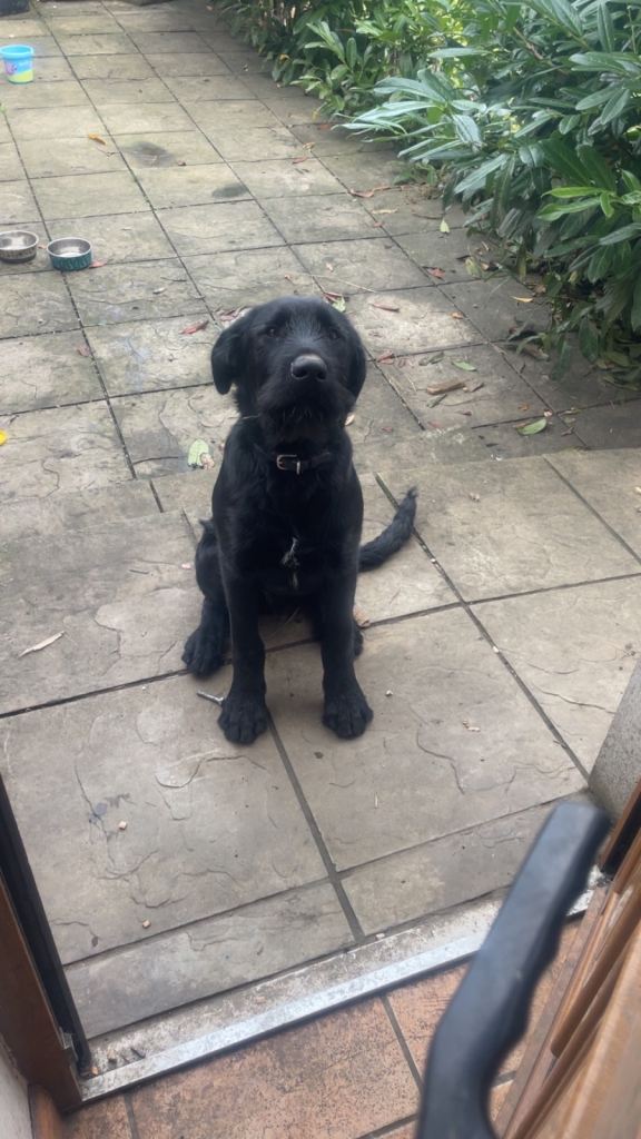 lab pup 6 months old