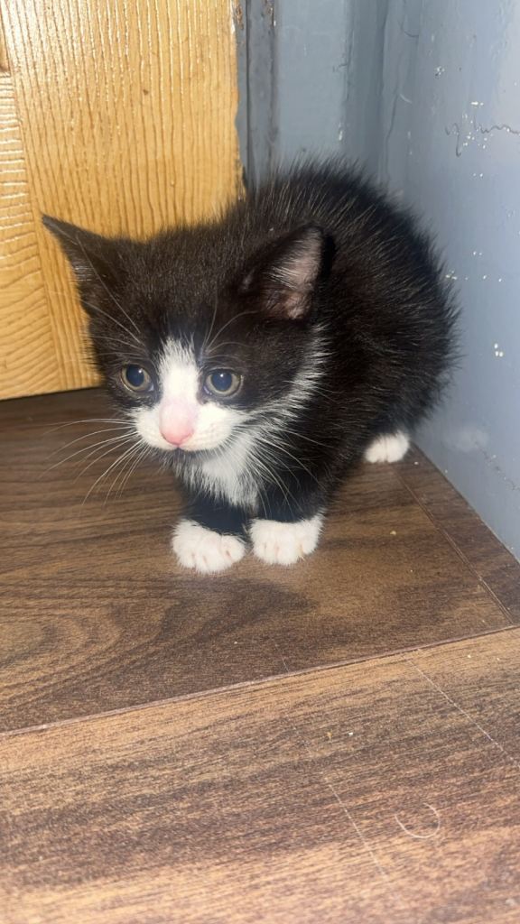 4 kittens 