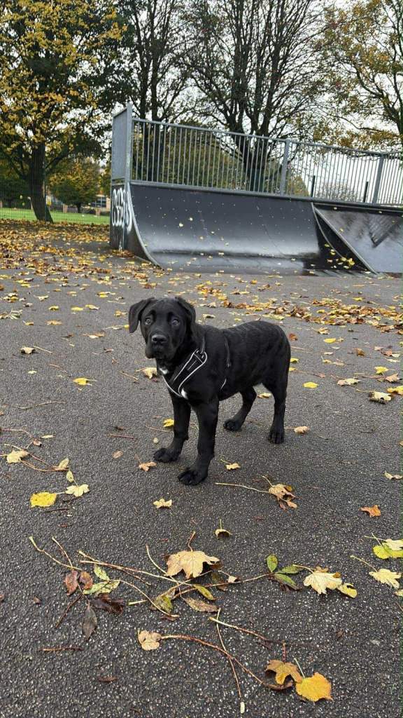 Cane corso puppy