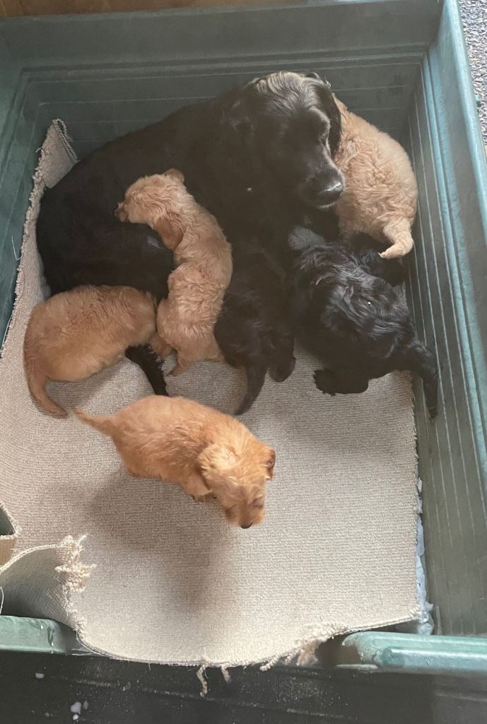 Beautiful Cocker poo