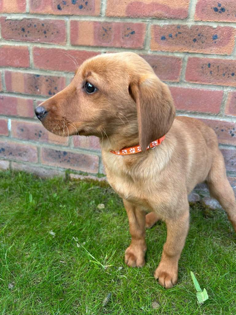 5 fox red Labrador puppies 
