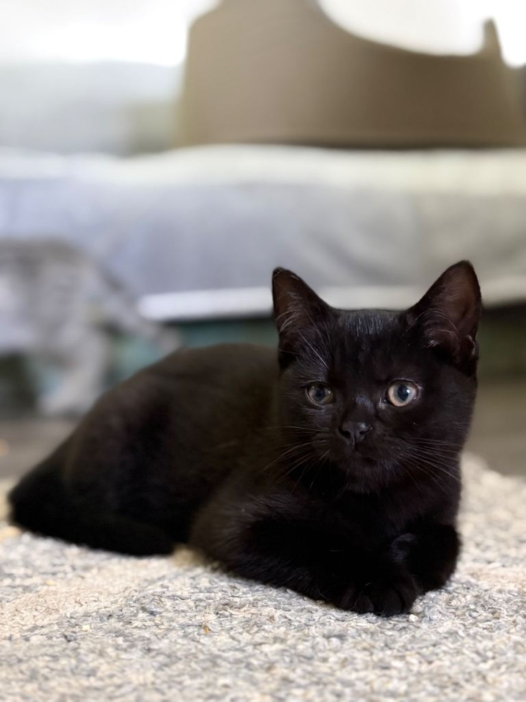 British shorthair kittens 