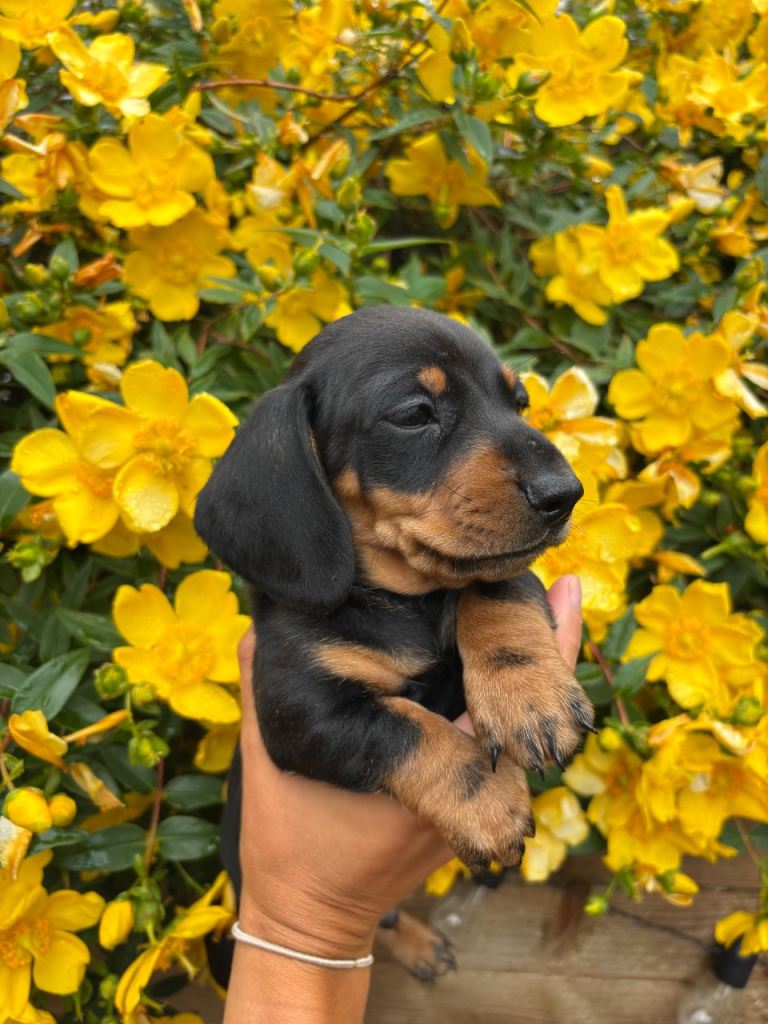 Stunning KC Registered Miniature Dachshund Puppies